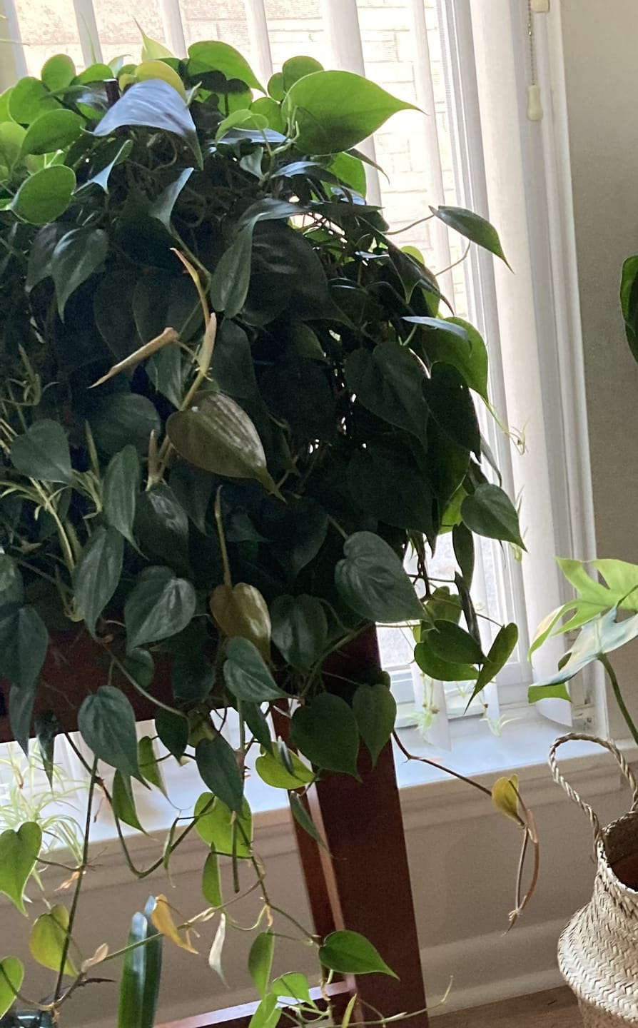 Customer photo review of Palmella - Plant trellis inspired by the Palm Leaf