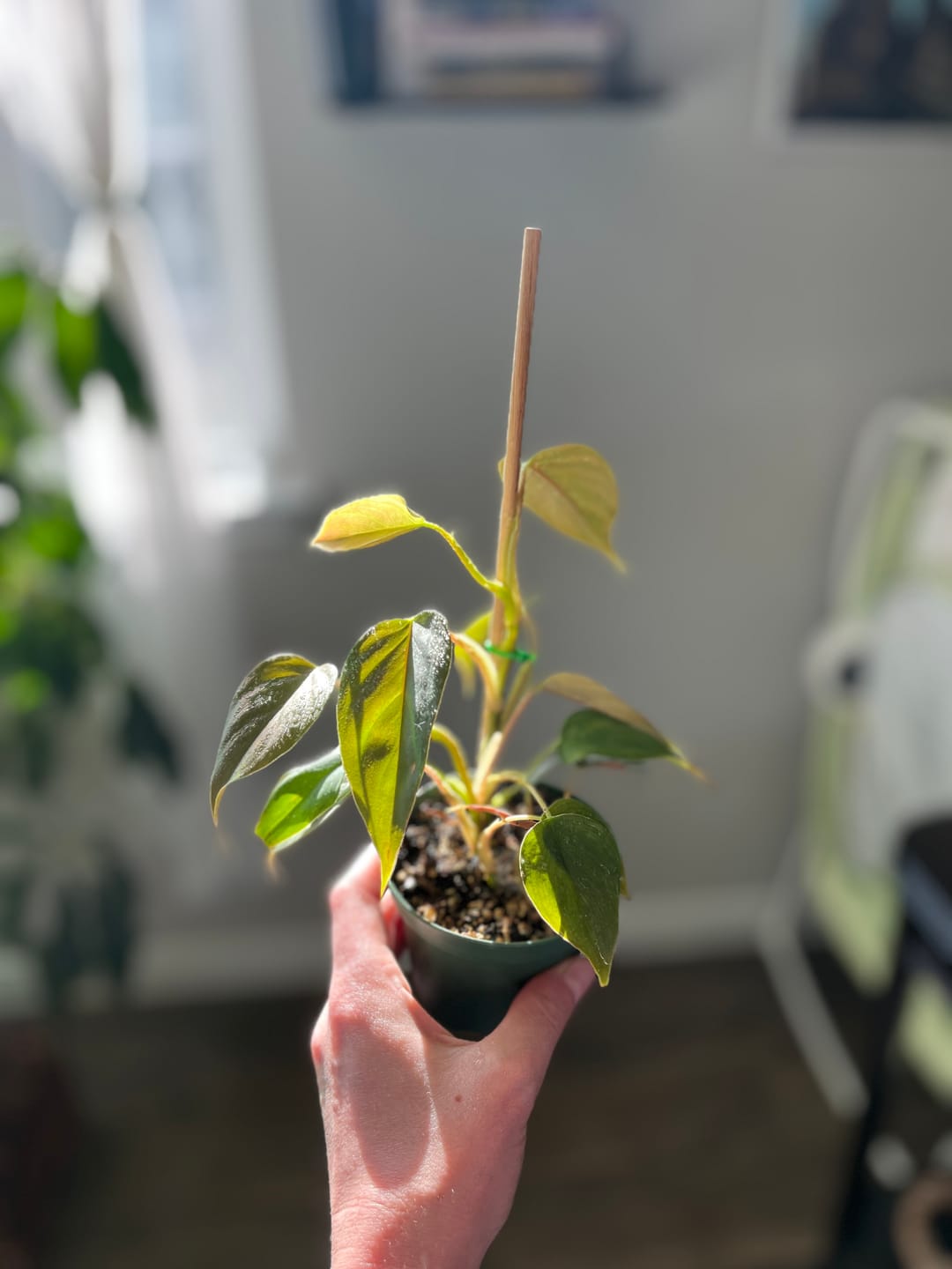 Customer photo review of Philodendron sp. 'Red Mini Machinatza'