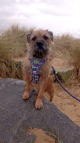 Customer photo review of Tough Trails™ Harness -  Winnie + Friends