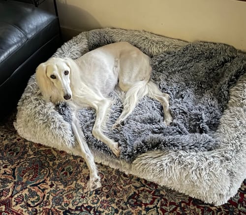 Customer photo review of PaWz Premium Pet Orthopaedic Bed
