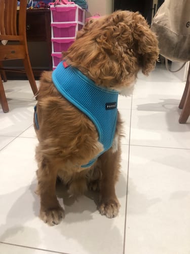 Customer photo review of Aussie Roo Ears with Fur (5 Pack)