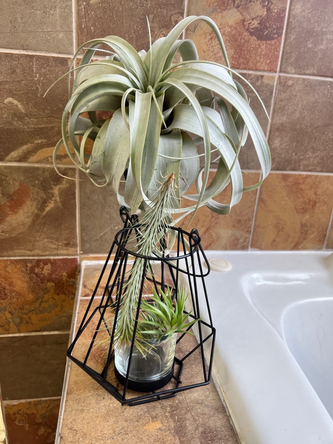 Customer photo review of Araujei Open Form