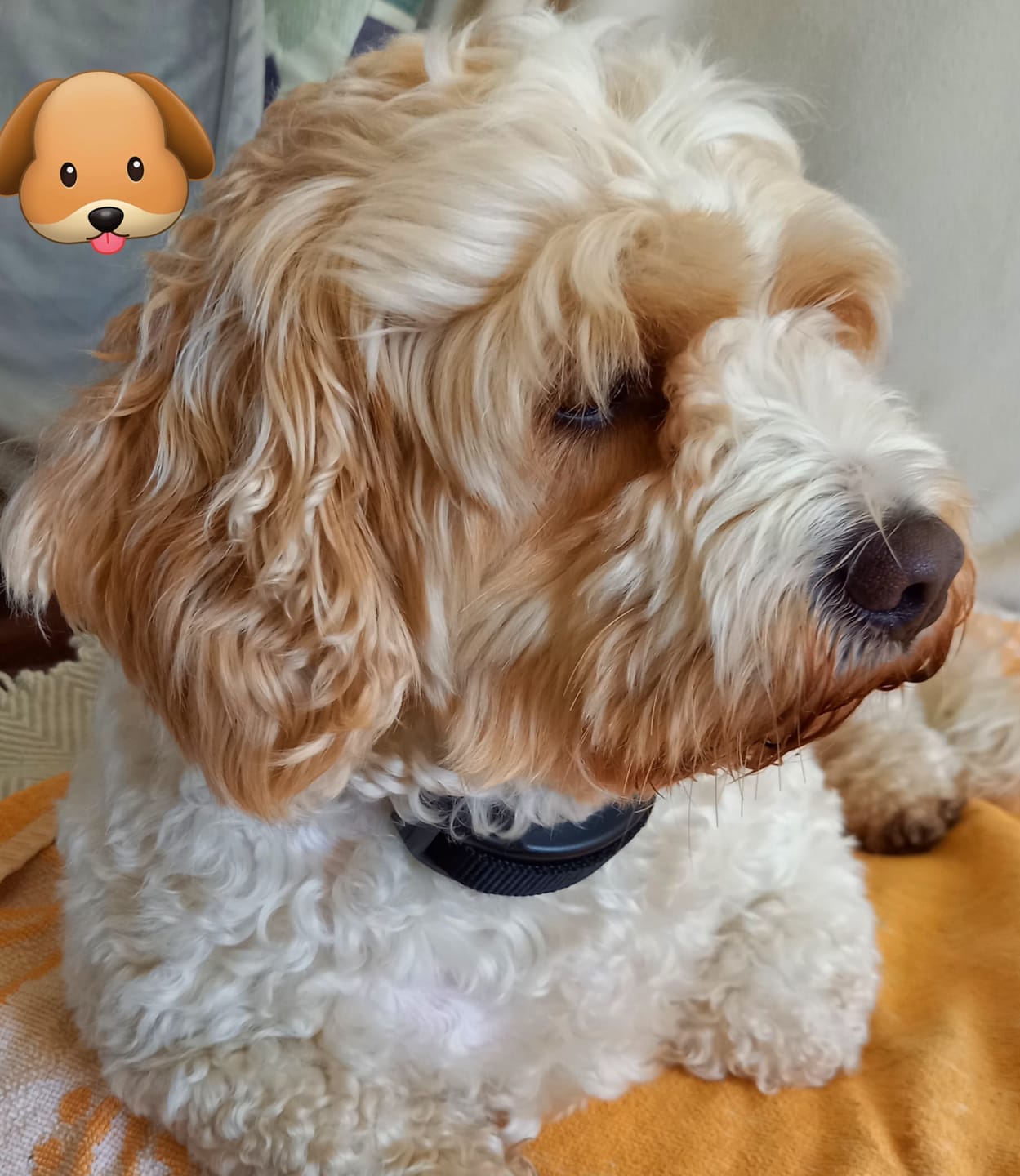 Customer photo review of Anti Bark Training Collar Ireland