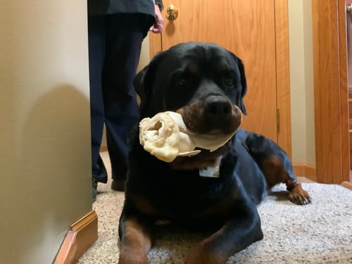 Customer photo review of Cow Ears For Dogs