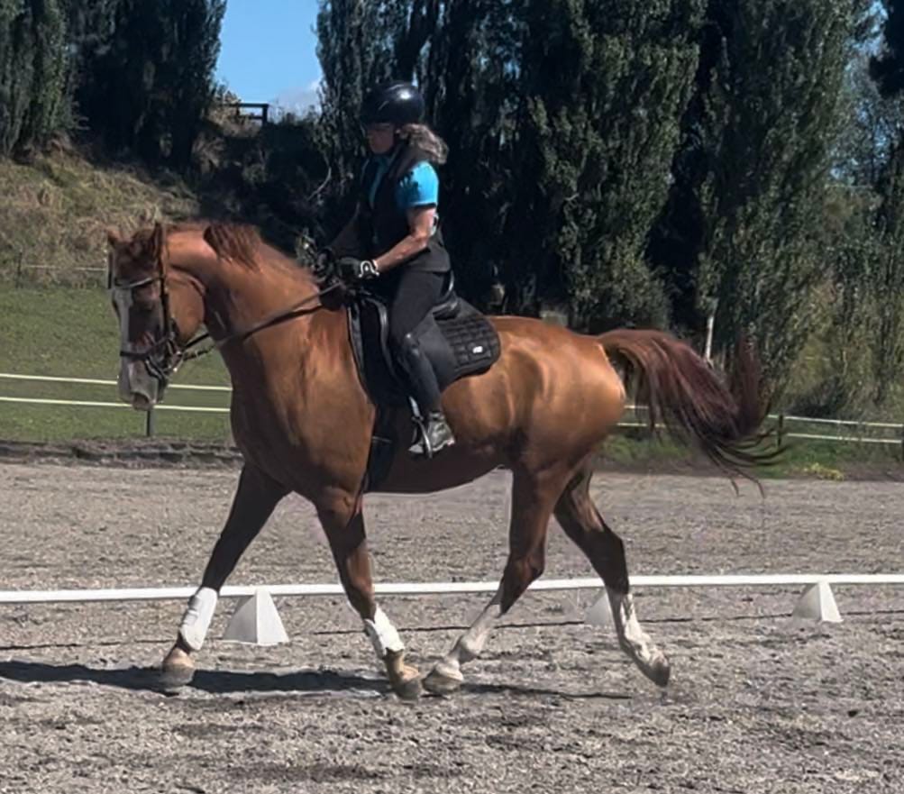 Customer photo review of Digestive VM - Equine Minerals & Vitamins