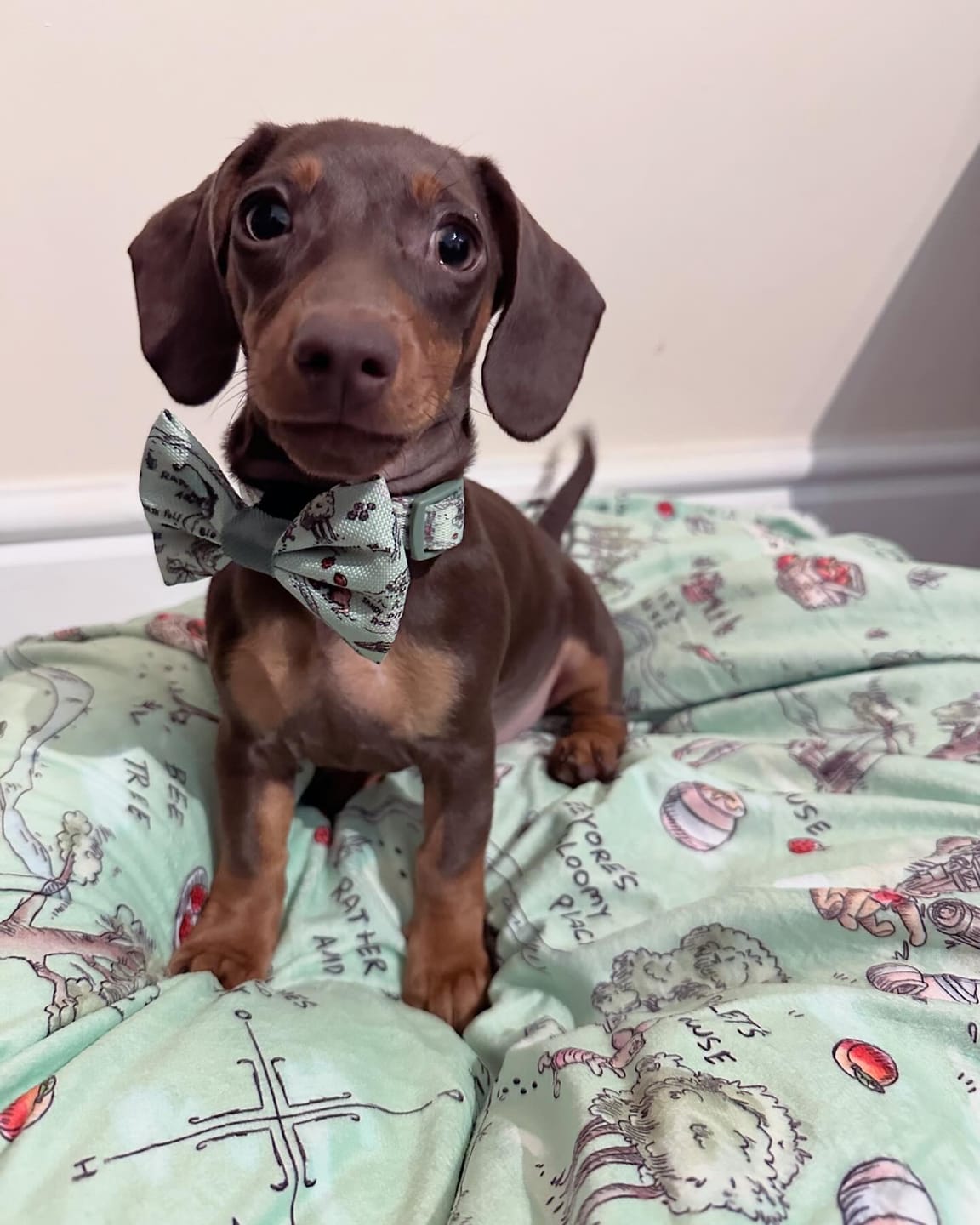 Customer photo review of Collar - 100 Aker Wood