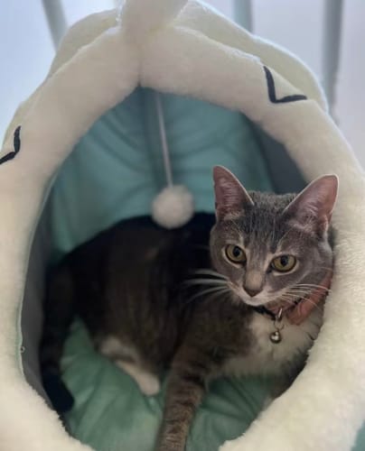 Customer photo review of Purrfect Playtime Nest