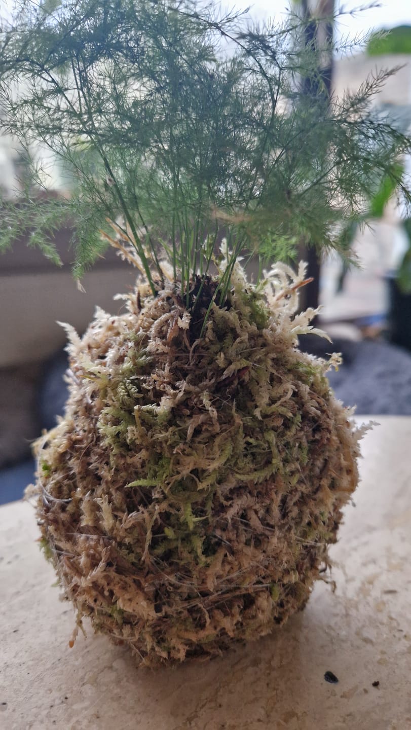 Customer photo review of Muddis Erde Mineralisches Substrat