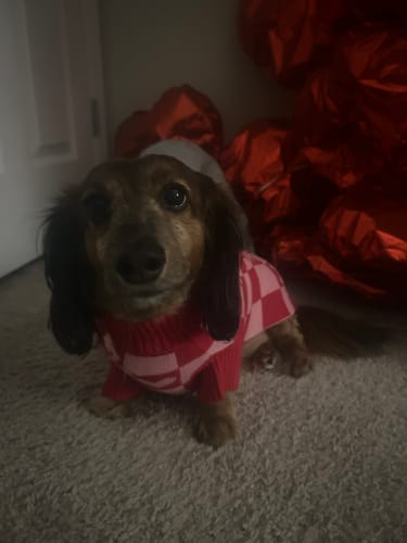 Customer photo review of Roll Neck Dog Knitted Love Sweater