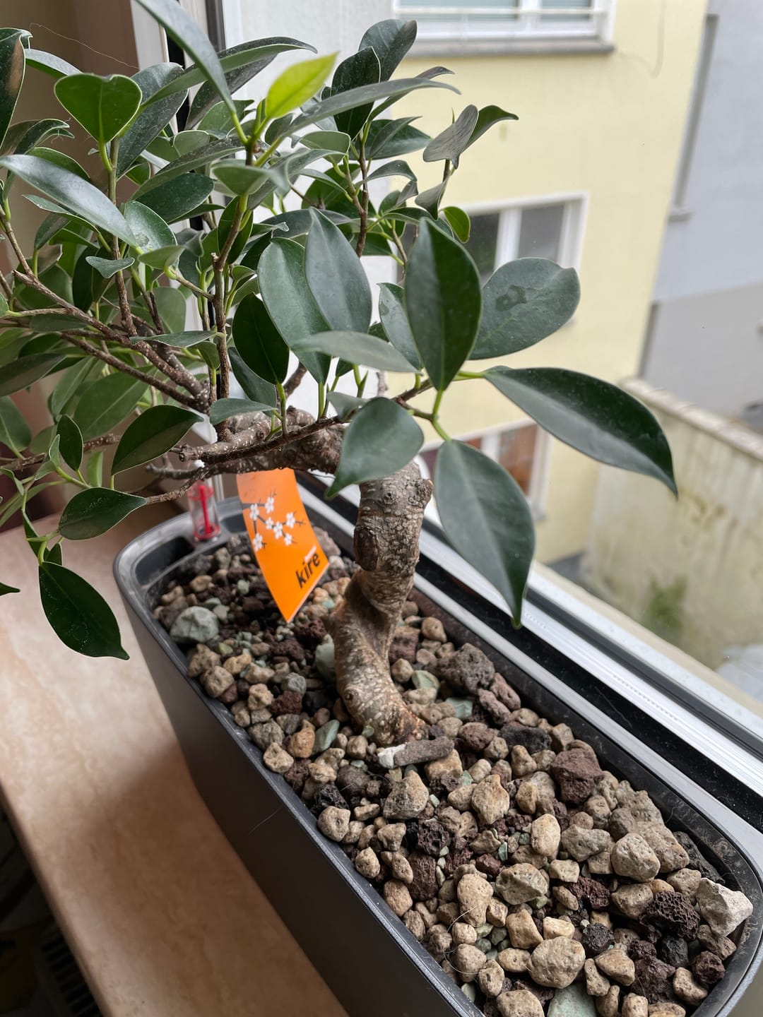 Customer photo review of Muddis Erde - Mineralisches Substrat