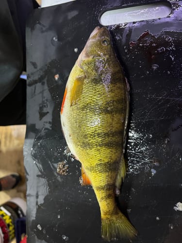 Customer photo review of Pre-Built Automatic / Jaw Jacker Ice Rod