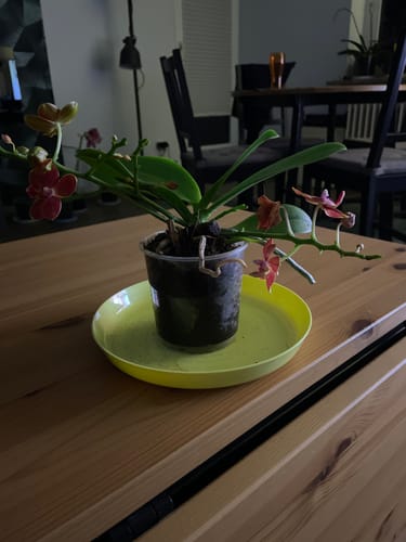 Customer photo review of Bonsai Duftorchidee Citrus mit orangen Blüten und 2+ Stielen