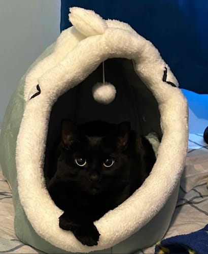Customer photo review of Purrfect Playtime Nest
