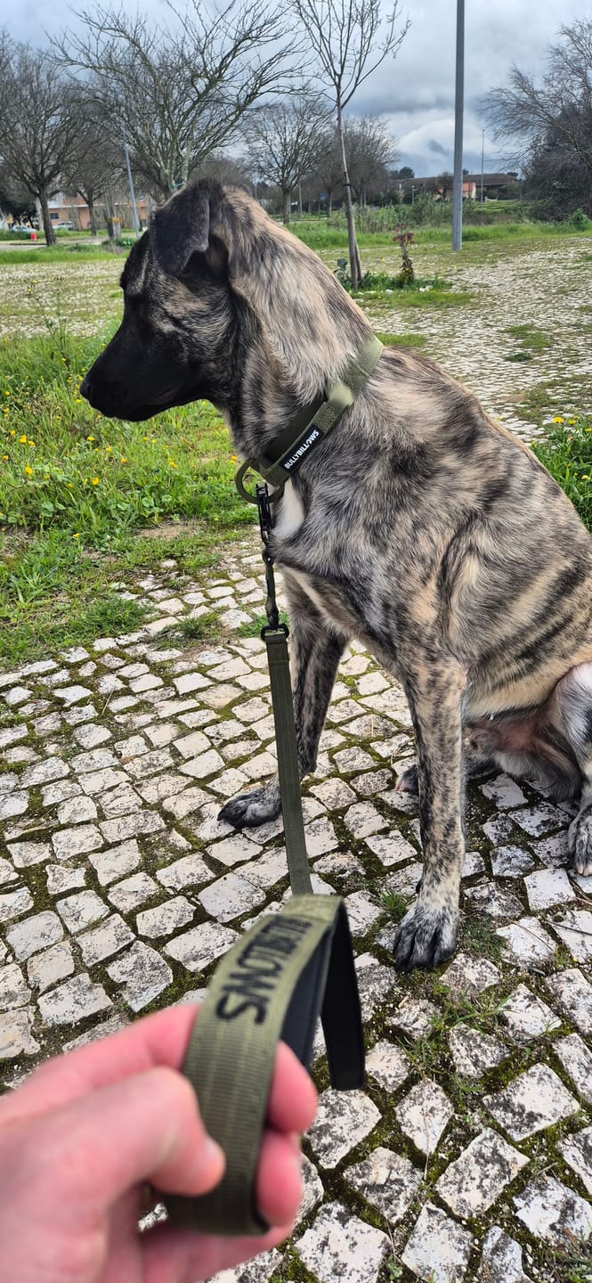 Customer photo review of 4cm LIGHTER Combat® Collar | With Handle Rated Clip - Khaki x Khaki