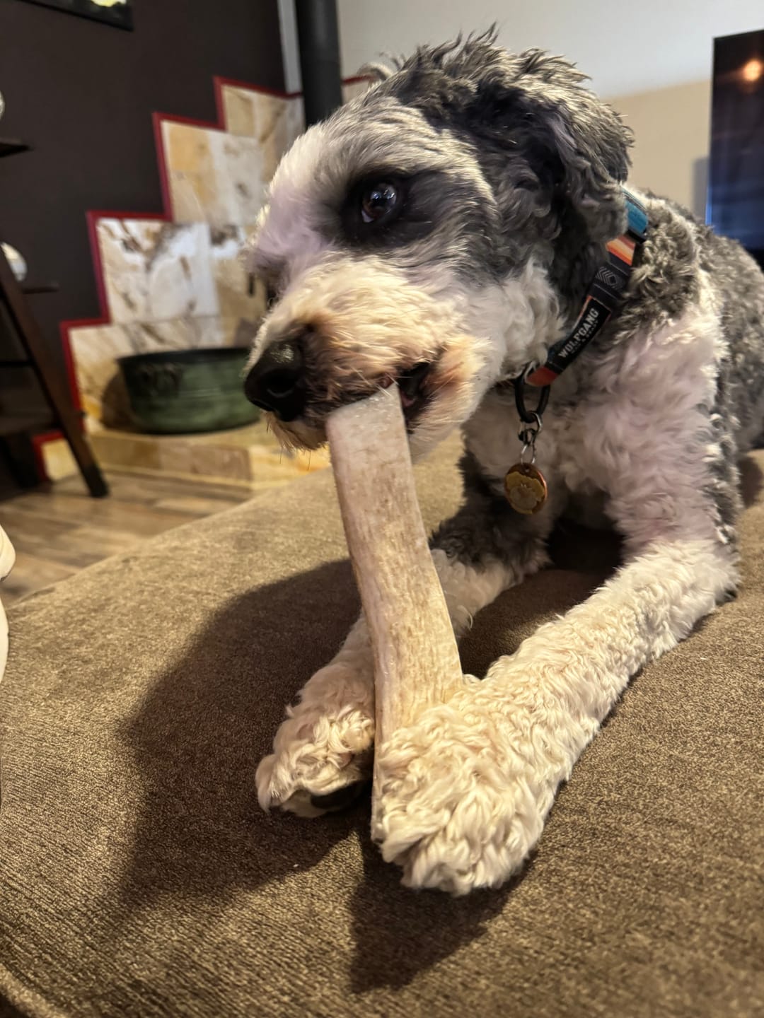 Customer photo review of Medium Elk Chew