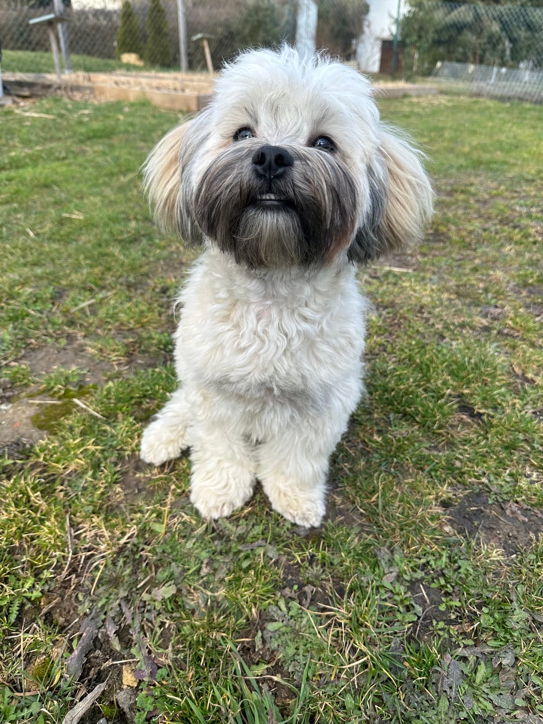 Customer photo review of DNA Test Rassebestimmung Basic Hund