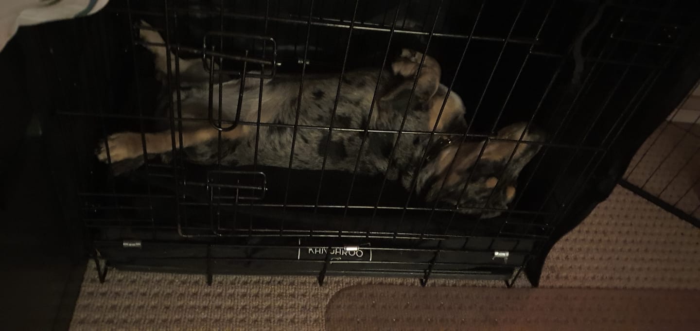 Customer photo review of Kangaroo Dog Crate Mat Extra Cover