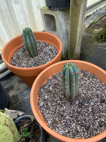 Customer photo review of Icaros DNA Peruvian Torch | Trichocereus Peruvianus Icaro