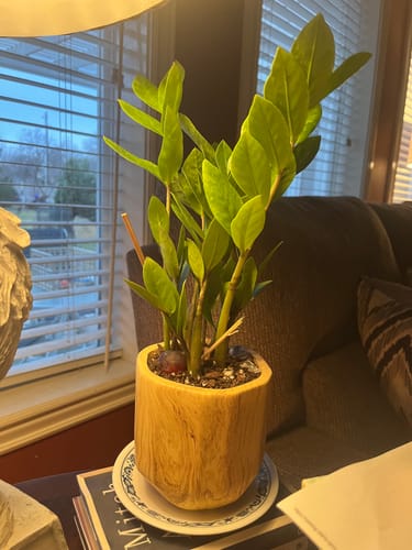 Customer photo review of ZZ Plant | Zamioculcas zamiifolia