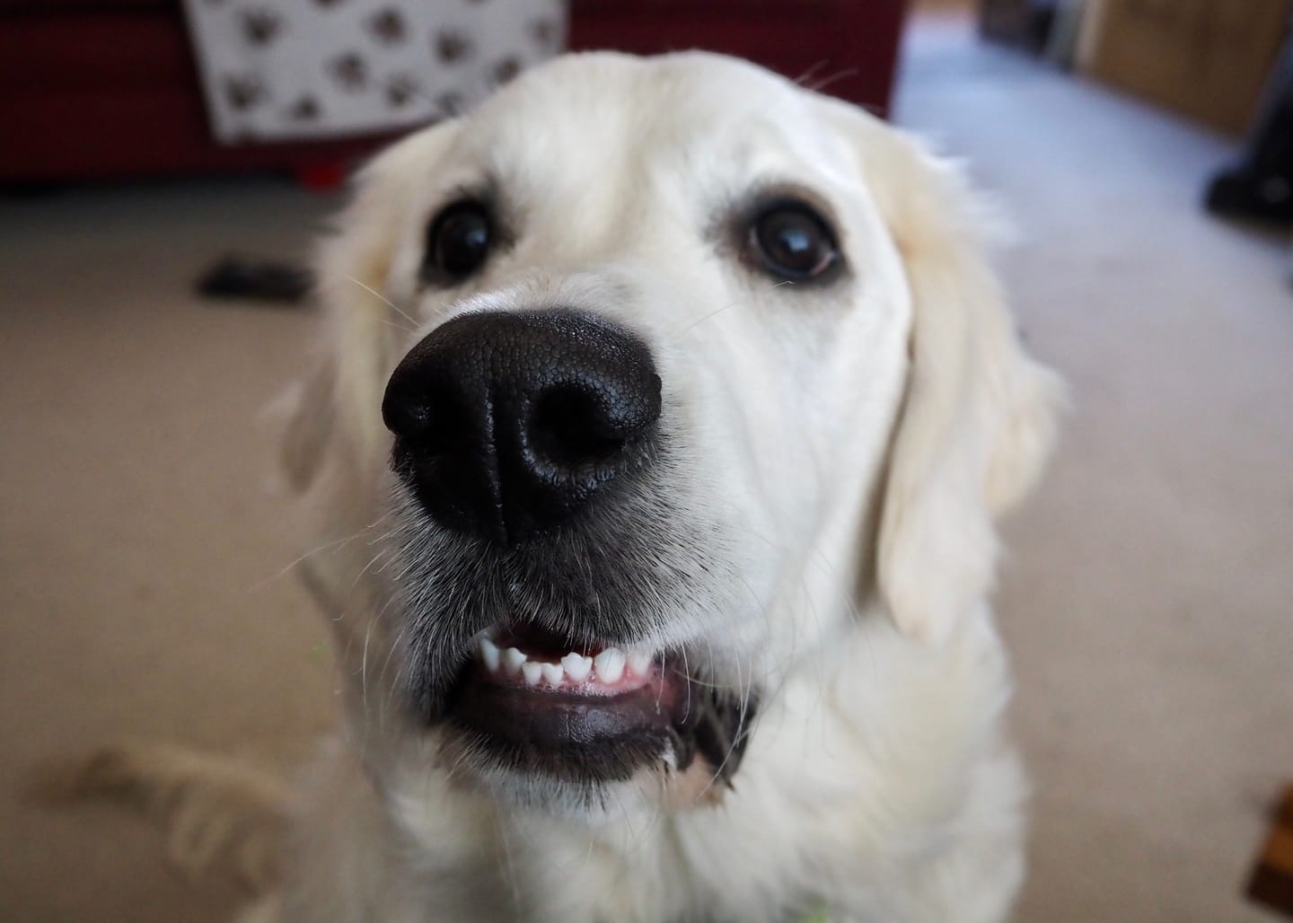 Customer photo review of MultiProtein Dry Puppy Food