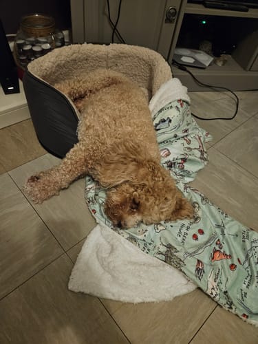 Customer photo review of Dog Blanket - 100 Aker Wood