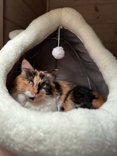 Customer photo review of Purrfect Playtime Nest