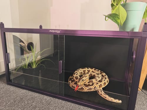 Customer photo review of 50 Gallon Reptile Enclosure 36x18x18_Royal Purple