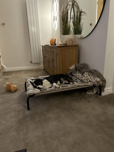 Customer photo review of HiK9 Bed with Fawn Mesh Cover