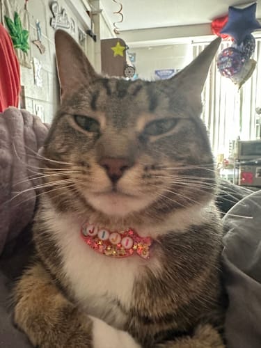 Customer photo review of The Original Custom Sprkl Shop Pet Tag ✨🐩🐈