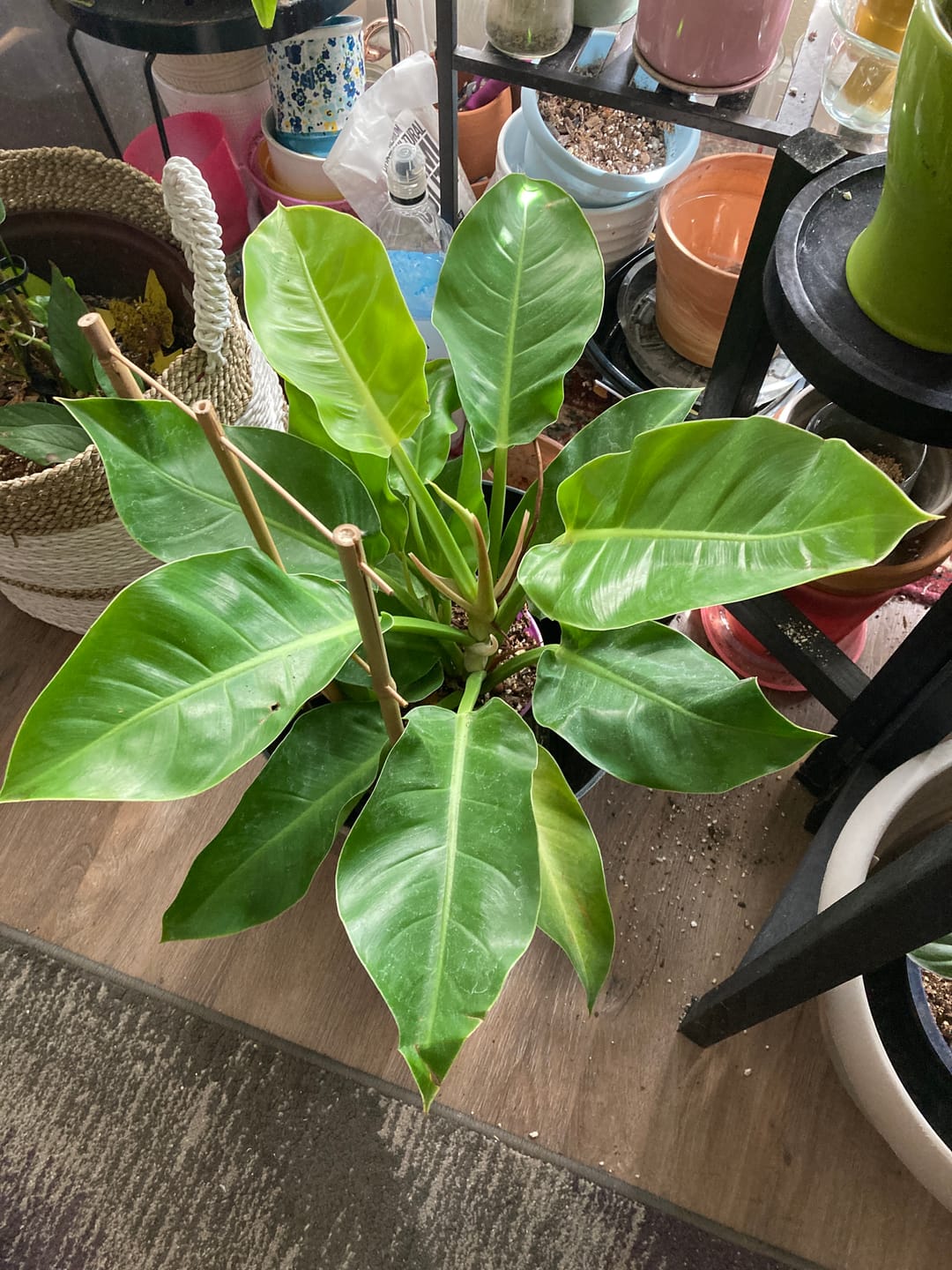 Customer photo review of Philodendron 'Moonlight'