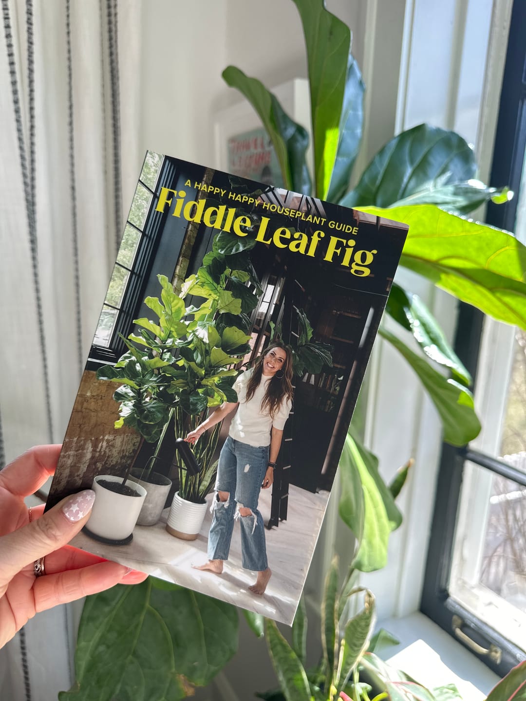 Customer photo review of Fiddle Leaf Fig Guide