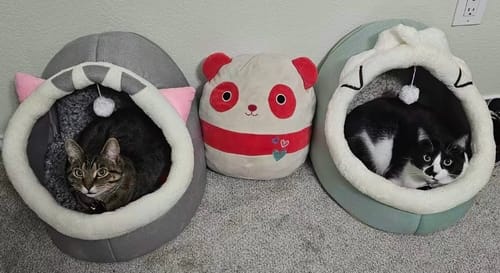 Customer photo review of Purrfect Playtime Nest