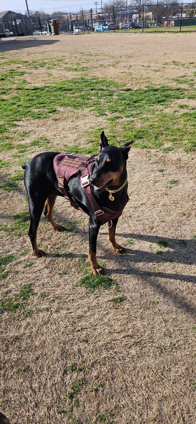 Customer photo review of HNTR 3.0 Dog Harness - Chocolate