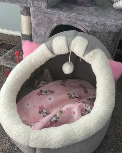 Customer photo review of Purrfect Playtime Nest