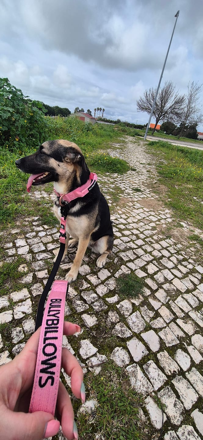Customer photo review of 1.4m Swivel Combat Lead | Neoprene Lined, Secure Rated Clip with Soft Handle - Pink