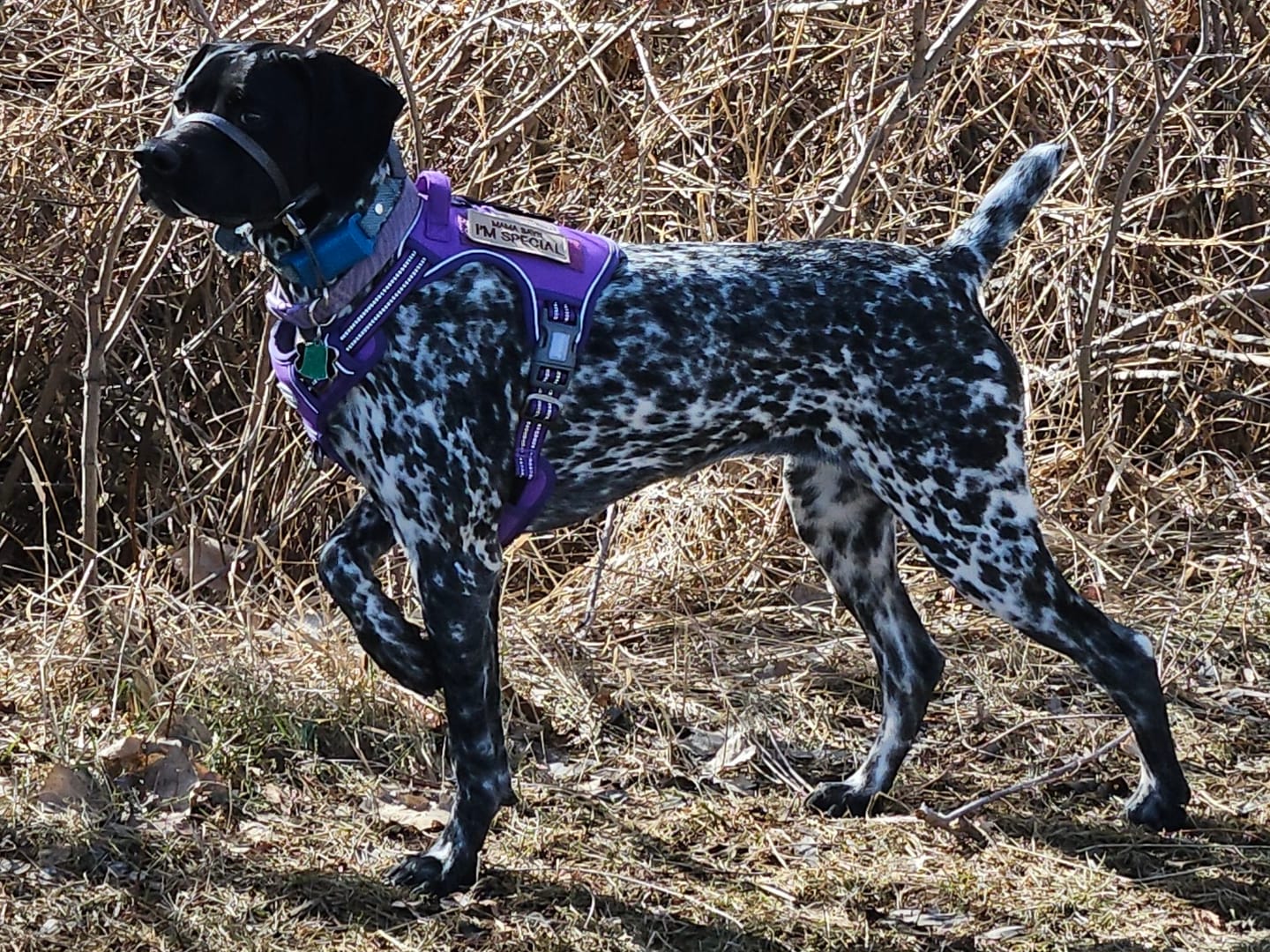 Customer photo review of Hook & Loop Patch Variety Bundle For Harness (Pack of 12)