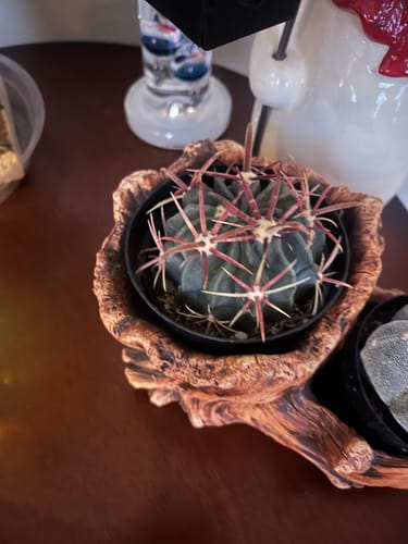 Customer photo review of Devils Tongue Cactus | Ferocactus Latispinus