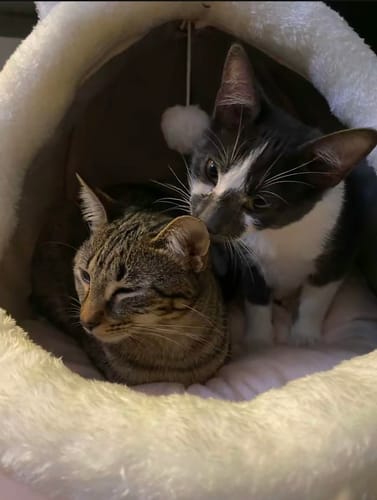 Customer photo review of Purrfect Playtime Nest