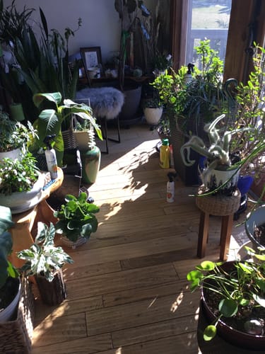 Customer photo review of Houseplant Insecticide w/ Neem