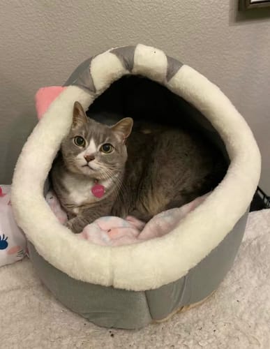 Customer photo review of Purrfect Playtime Nest