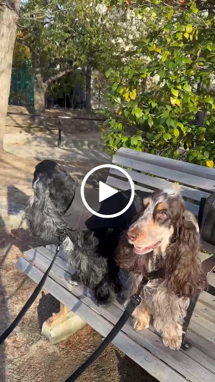 Customer video review of マイラ 犬のお散歩バッグ