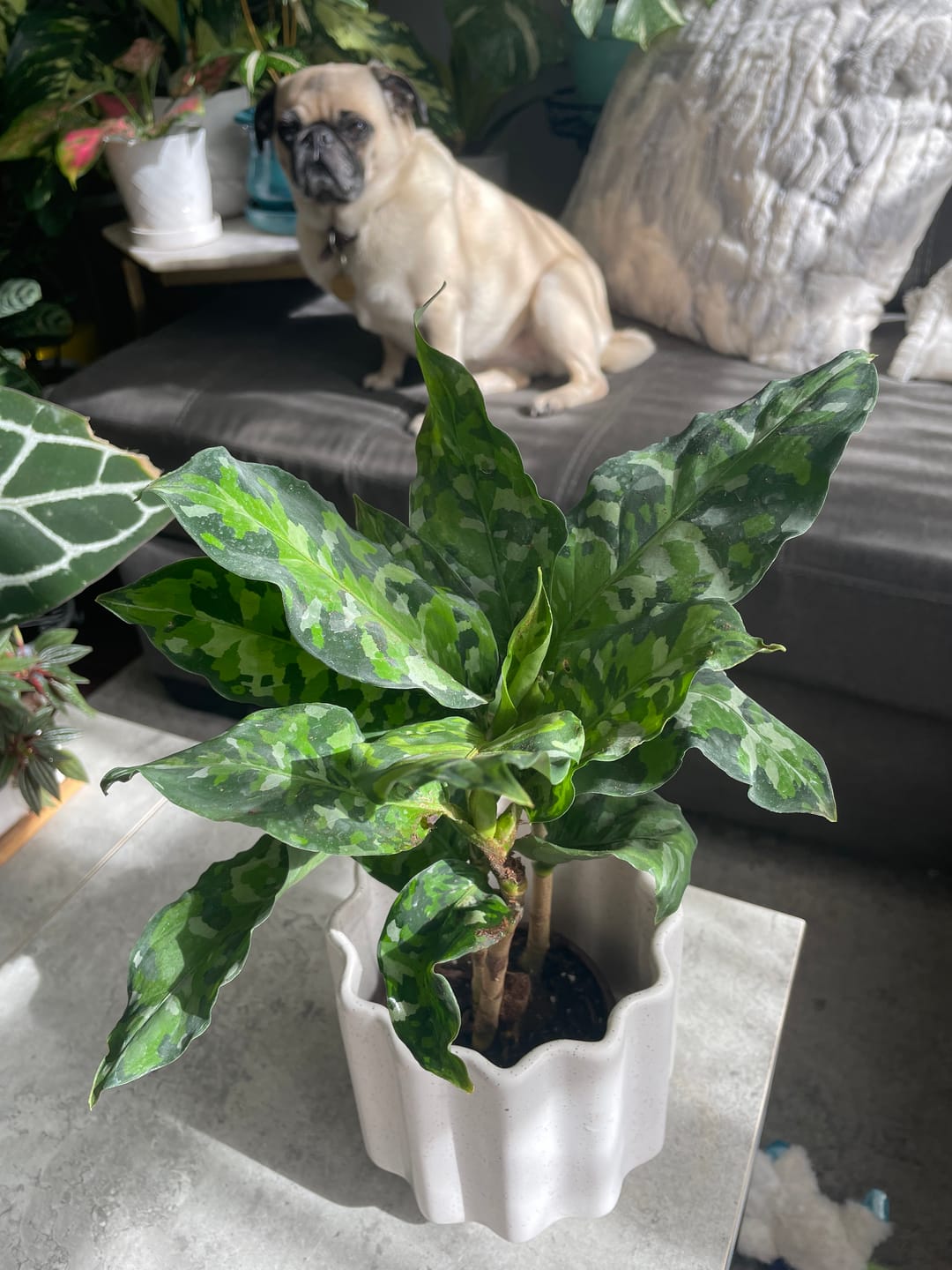 Customer photo review of Aglaonema pictum tricolor