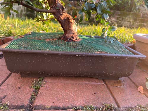 Customer photo review of VASI BONSAI PLASTICA RIGIDA PROFESSIONALI