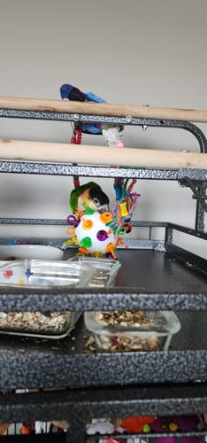 Customer photo review of 2238 Paci Ball Foot Talon Toy for Birds - Colorful, Durable & Stimulating Bird Play Toy
