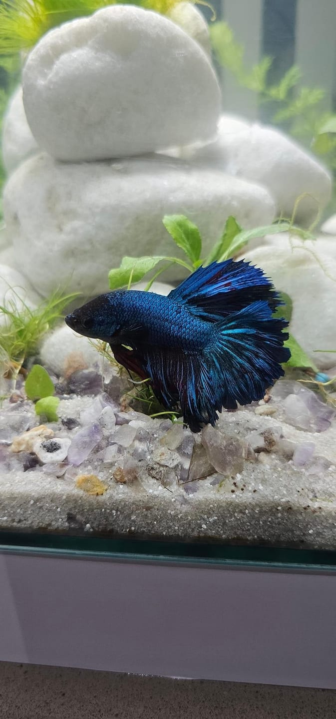 Customer photo review of Super Blue Halfmoon Male Betta Fish