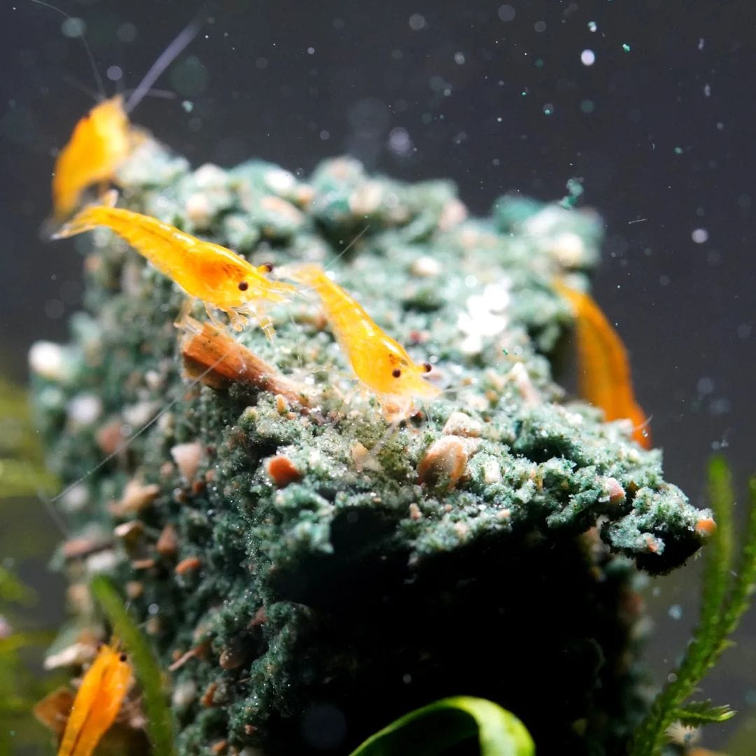 Customer photo review of Golden Neocaridina Shrimp