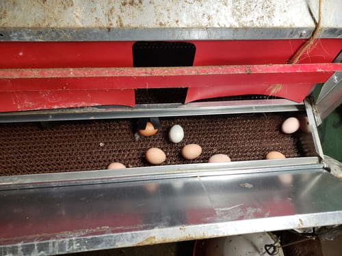 Customer photo review of Large (54") - Reversible Rollout Nest Box (Up to 52 Hens) - Premium Grade - Ready to Ship!