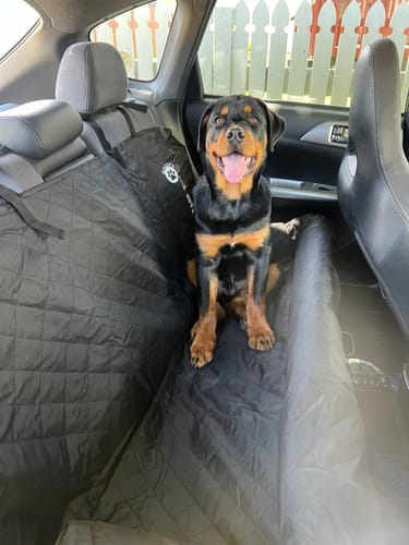 Customer photo review of Car Seat Cover