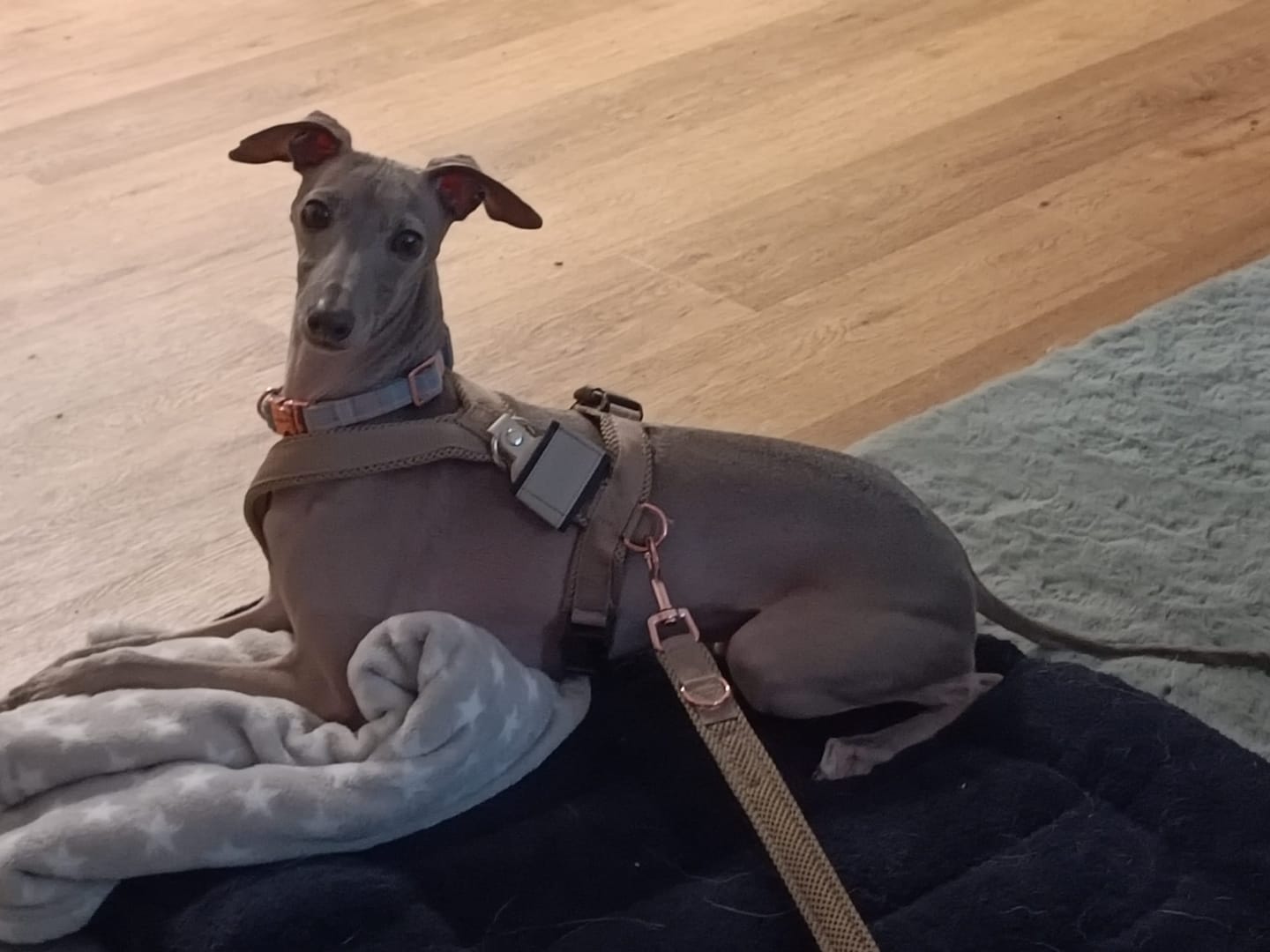 Customer photo review of Hundegeschirr FUN Welpe "Moon Grey"