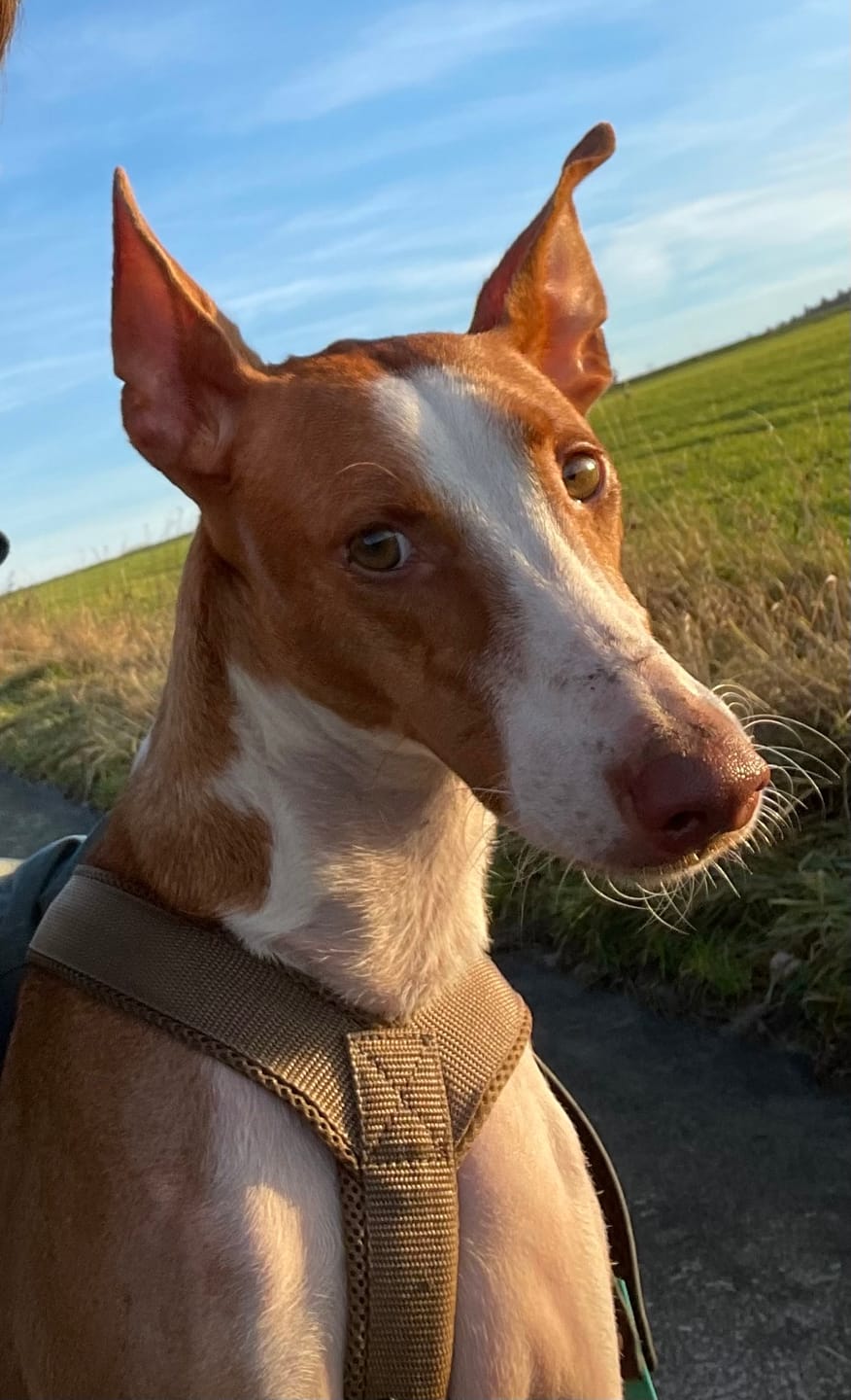 Customer photo review of Hundegeschirr FUN "Golden Sand"